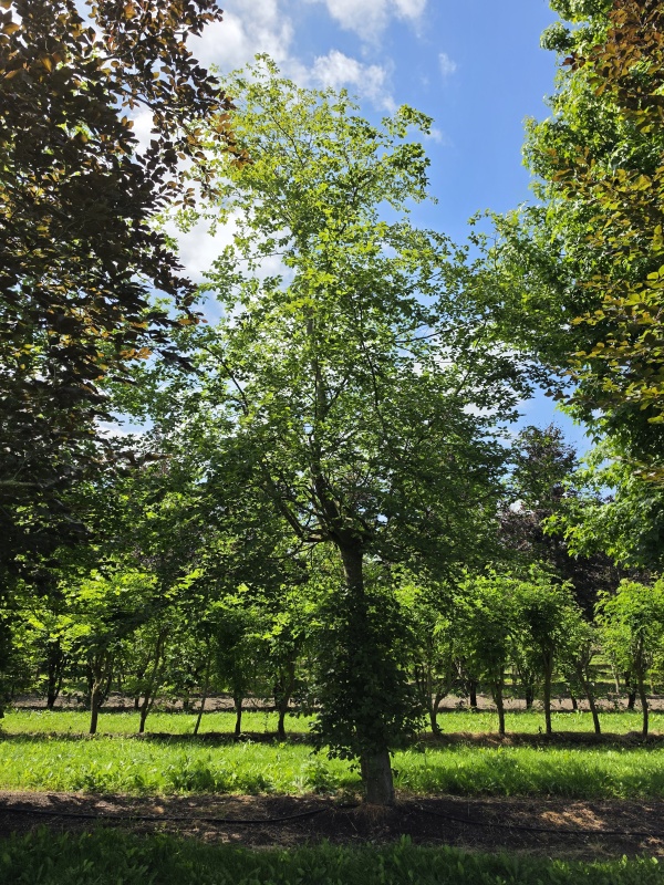 Groene beuk