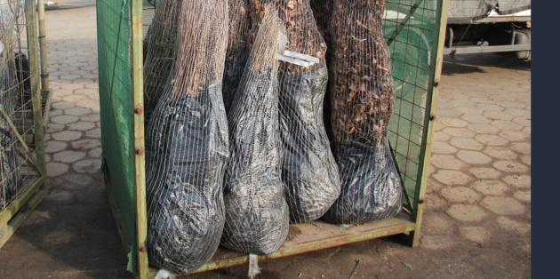 Bewaren van bomen en planten