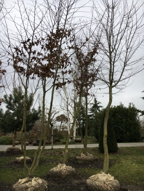 Haagbeuk, Bijzondere solitairen - Carpinus betulus