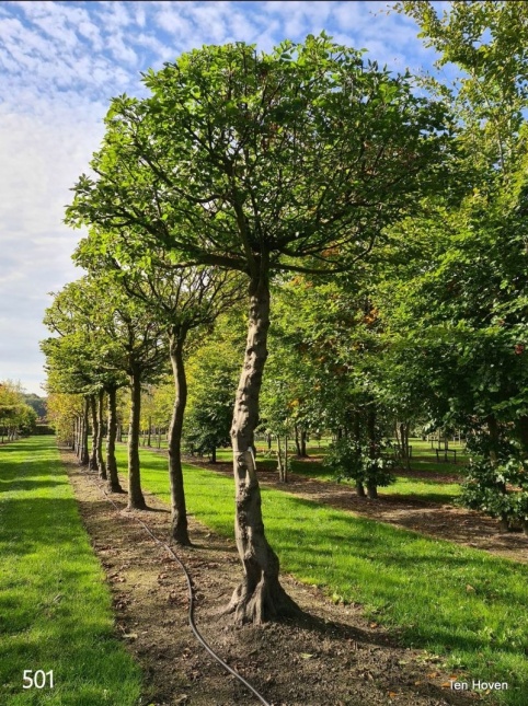 Carpinus betulus dak  rek 120x120 cm  april 2026