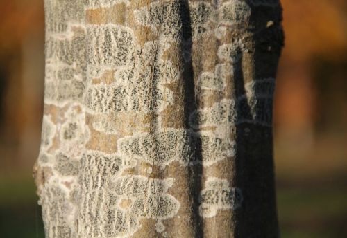 Haagbeuk  - Carpinus betulus