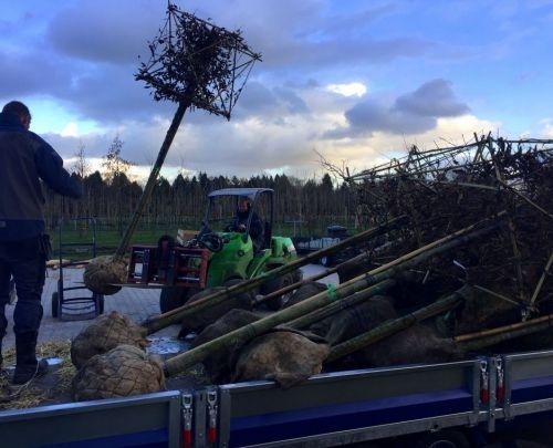 Haagbeuk, kubus op stam, vorm bomen uit Apeldoorn