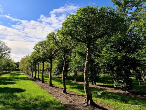 Haagbeuk - Carpinus betulus