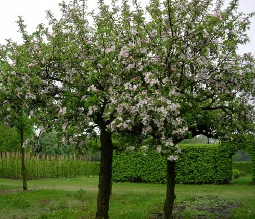 Handappel 'Elstar' - Malus domestica 'Elstar'