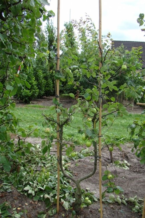 Handappel Groninger Kroon - Malus domestica 'Groninger Kroon'
