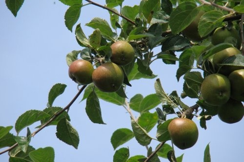 Handappel 'Reinette Grise' - Malus domestica 'Reinette Grise'