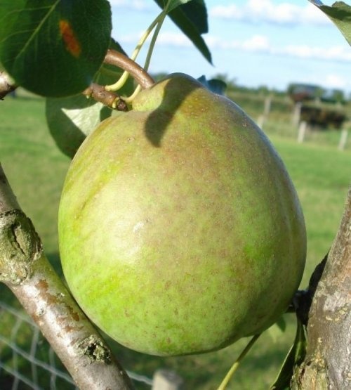 Handpeer "Beurre Alexandre Lucas"    - Pyrus communis 'Beurre Alexandre Lucas'