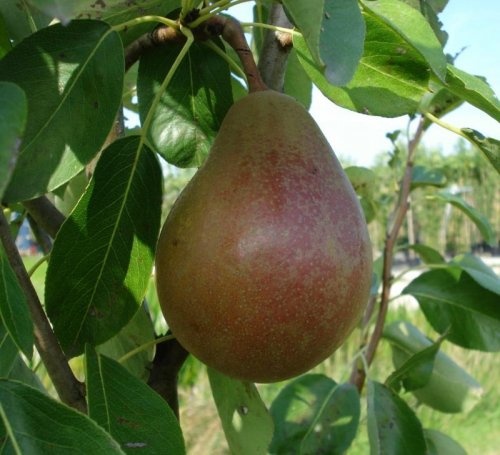 Pyrus communis 'Beurre Clairgeau'