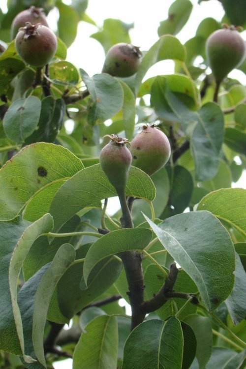 Handpeer 'Beurre Hardy', leivorm 
