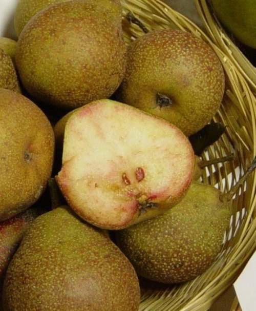 Handpeer "Bloedpeer"  - Pyrus communis 'Bloedpeer'