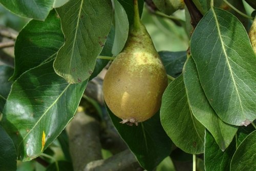 Handpeer 'Charneux de Legipont'  - Pyrus communis 'Charneux de legipont'