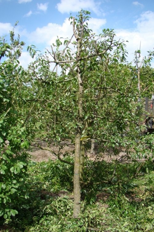 Handpeer 'Charneux de Legipont' - Pyrus communis 'Charneux de Legipont'