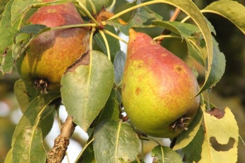 Handpeer  "Charneux" - Pyrus communis 'Charneux'