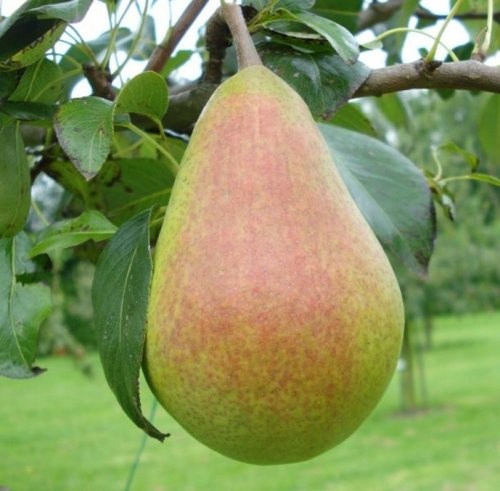 Handpeer 'Clapp's Favorite'  - Pyrus communis 'Clapp's Favorite'