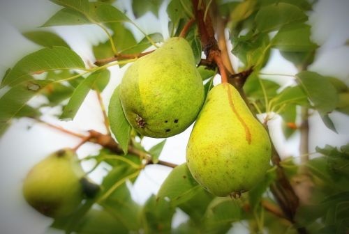 Handpeer  "Comtesse de Paris"  - Pyrus communis 'Comtesse de Paris'