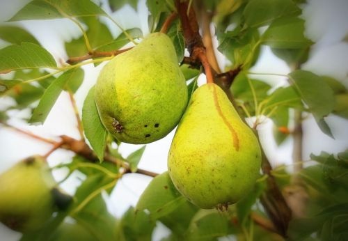 Handpeer  "Comtesse de Paris"  - Pyrus communis 'Comtesse de Paris'