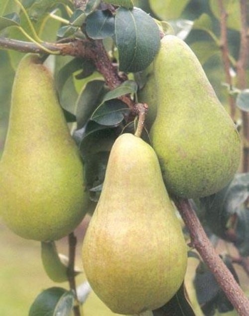 Handpeer "Concorde" - Pyrus communis 'Concorde'