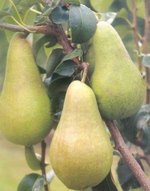 Handpeer "Concorde"  - Pyrus communis 'Concorde'