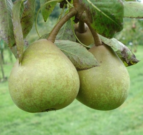 Handpeer "Josephine de Malines"  - Pyrus communis 'Josephine de Malines'