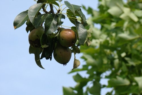 Handpeer 'Jut'  - Pyrus communis 'Jut'