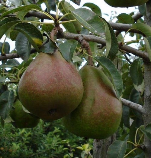 Handpeer "Lady Naomi"  - Pyrus communis 'Lady Naomi'