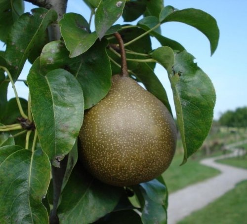 Handpeer "Maagdenpeer"  - Pyrus communis 'Maagdenpeer'