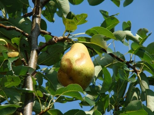 Handpeer 'Triomphe de Vienne'  - Pyrus communis 'Triomphe de Vienne'