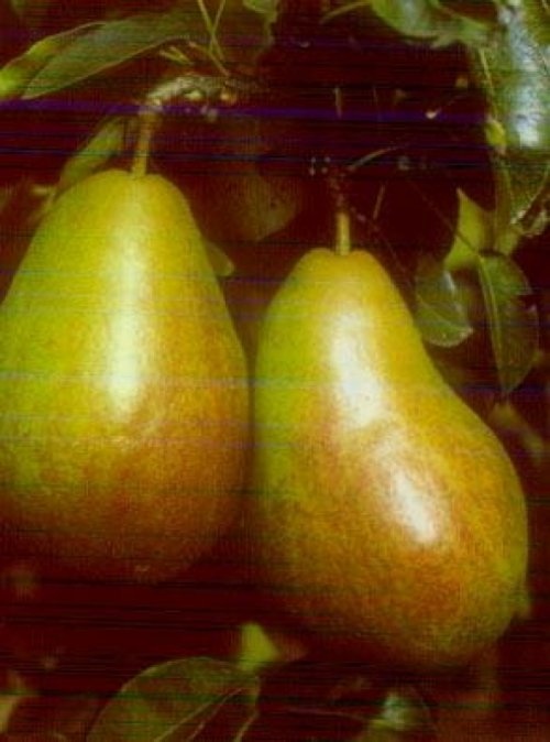 Handpeer "Verdi"  - Pyrus communis 'Verdi'