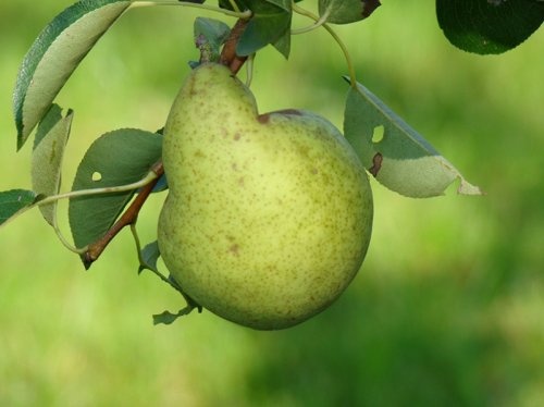 Handpeer 'Williams' - Pyrus communis 'Williams'
