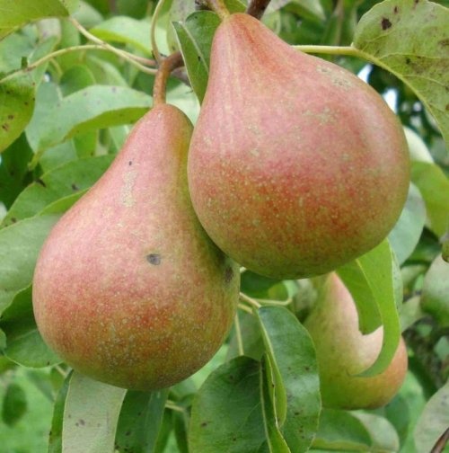 Handpeer 'Zwijndrechtse Wijnpeer'  - Pyrus communis 'Zwijndrechtse Wijnpeer'