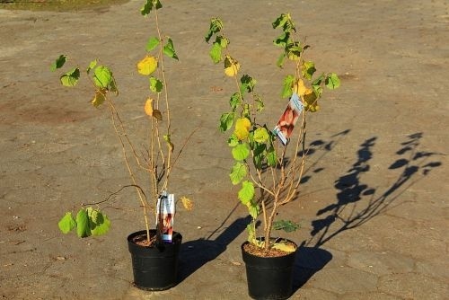 Hazelnoot 'Cosford' jonge planten in pot