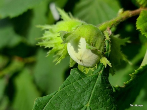 Corylus avellana 'Wunder aus Bollweiler' najaar 2024