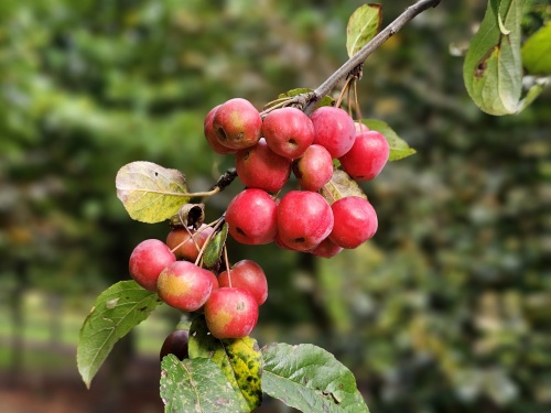 Malus sierappeltje red sentinel
