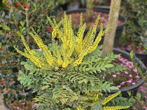 Mahoniestruik 'Winter Sun' groenblijvende heester met bloemen