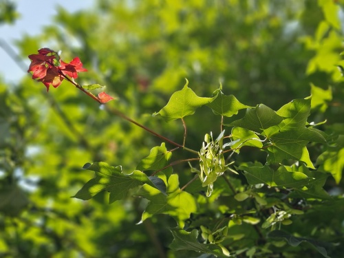 Kolchische esdoorn 'Rubrum' boom kroon in juni