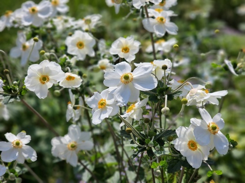 Anemone japonica 'Honorine Jobert'  in volle glorie.