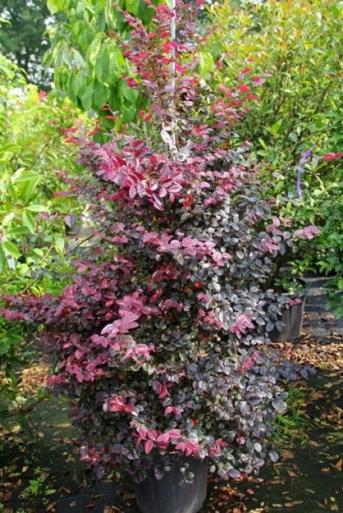 Heksenstruik - Loropetalum chinense 'Fire Dance'