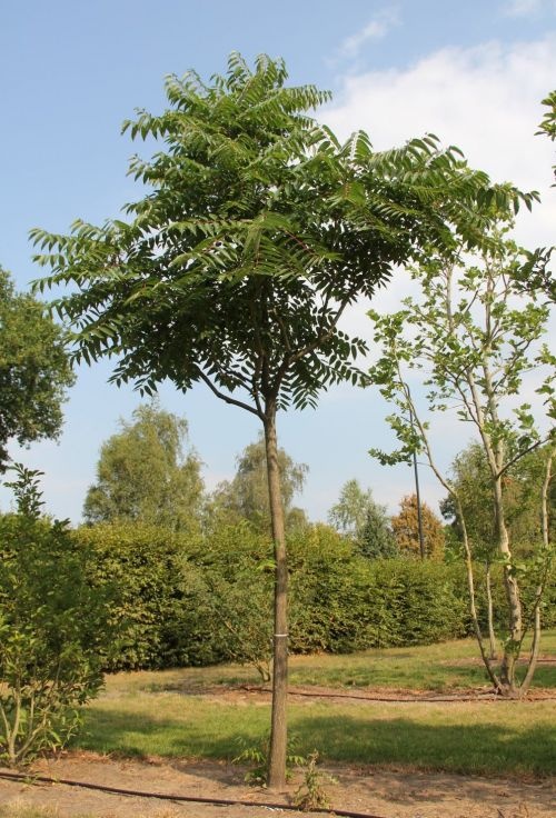 Hemelboom - Ailanthus altissima