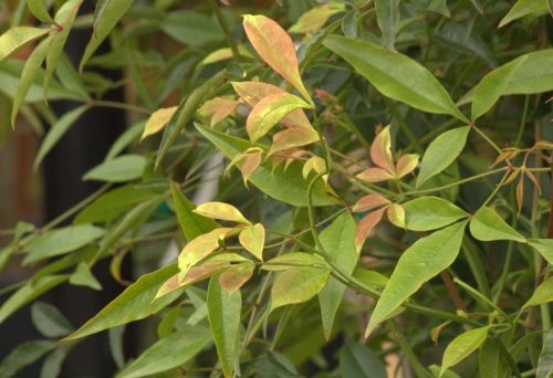 Bladeren van de Hemelse Bamboe 'Twilight'