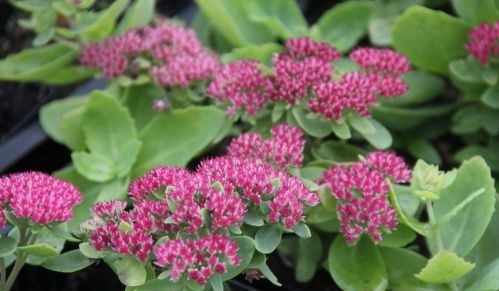 Sedum groeit graag op een "arme plaats" in uw tuin met schaduw