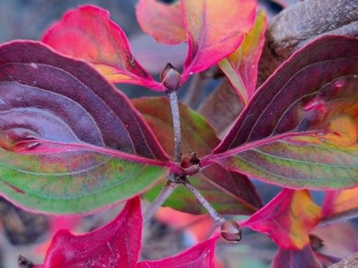 Cornus kousa 'Wieting's Select'