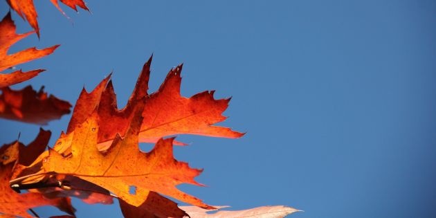 Herfstkleuren