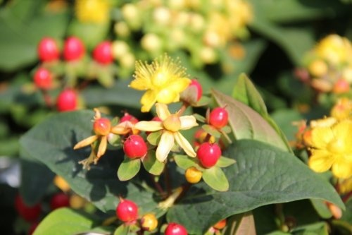 Hertshooi 'Magical Red' bloeiende heester voor uw tuin