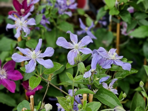 Bosrank 'Arabella' is een bloeiende klimplant