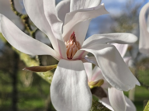Magnolia 'Merrill', halfstam bloesem wit
