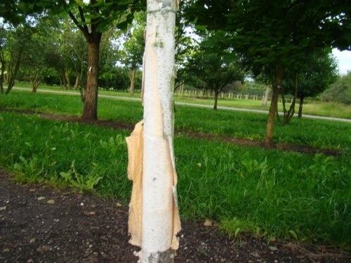 Himalaya berk - Betula utilis 'Doorenbos'