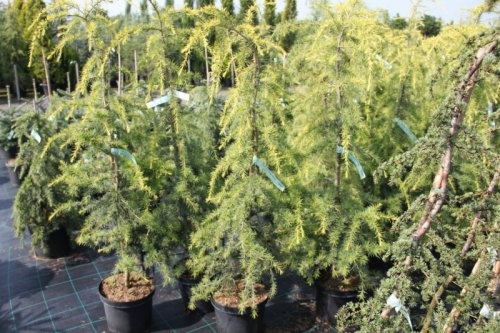Himalayaceder  'Golden Horizon' in potten