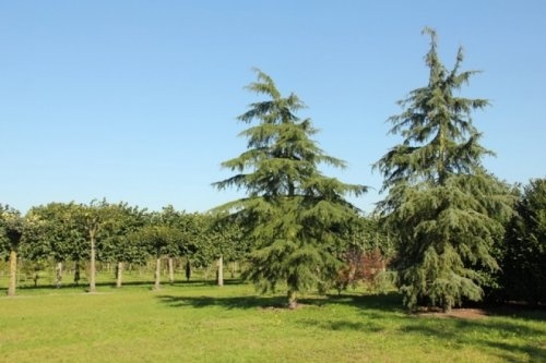 Himalayaceder 'Pendula' in de zon