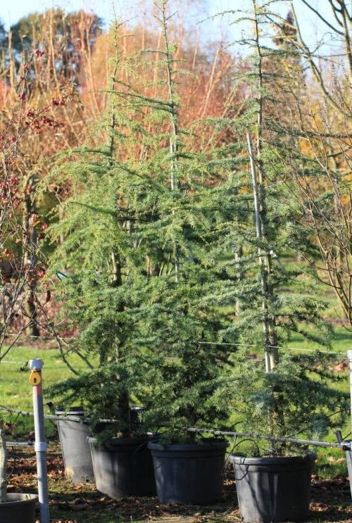 Himalayaceder 'Robusta Glauca' jonge bomen