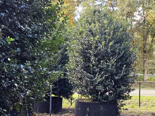Blauwe hulst 'Blue Prince' - Ilex meserveae 'Blue Prince'
